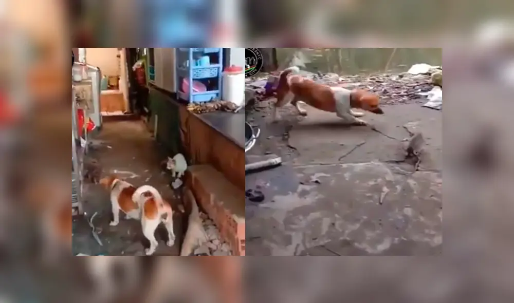 Desliza para ver más detalles de este viral que sorprendió a todos en Facebook. Foto: Captura. Desliza para ver más detalles de este viral que sorprendió a todos en Facebook. Foto: Captura.