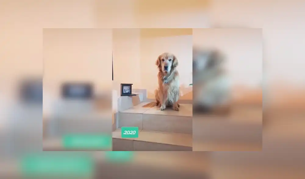 Desliza las imágenes para apreciar el conmovedor homenaje que realizó un joven junto a su mascota.