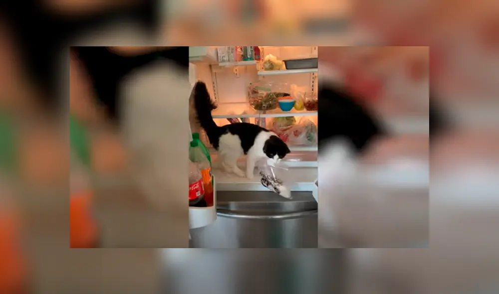 Desliza las imágenes hacia la izquierda para apreciar la travesura de un gato al ‘robarse’ un trozo de carne. Foto: Caters Clips.