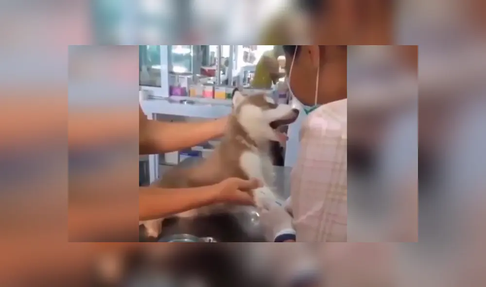 Desliza las imágenes para conocer el inesperado comportamiento de un perro cuando le colocan una inyección. Foto: Captura. Desliza las imágenes para conocer el inesperado comportamiento de un perro cuando le colocan una inyección. Foto: Captura.