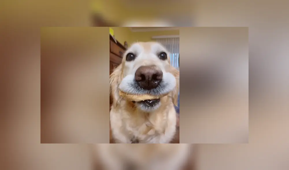 Desliza para ver más imágenes sobre el curioso comportamiento de este perrito. (Foto: captura / TikTok)