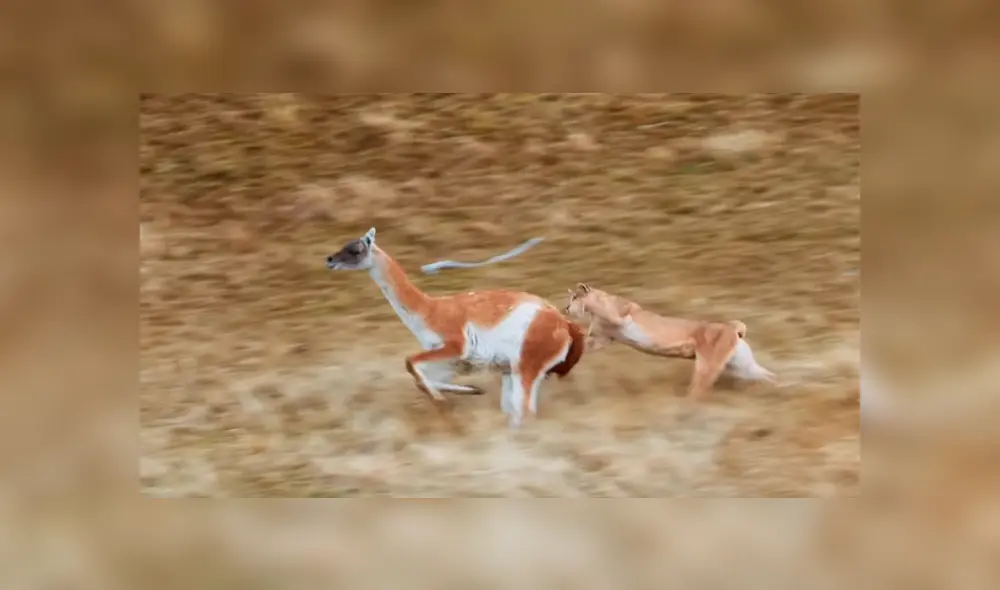 El auquénido corrió por su vida mientras los cuatro pumas intentaban acorralarlo. Foto: captura El auquénido corrió por su vida mientras los cuatro pumas intentaban acorralarlo. Foto: captura