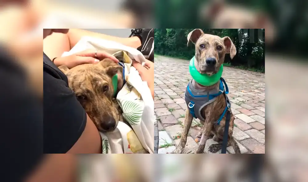 Facebook: encuentra perro callejero con herida mortal, decide adoptarlo y le cambia la vida [FOTOS]
