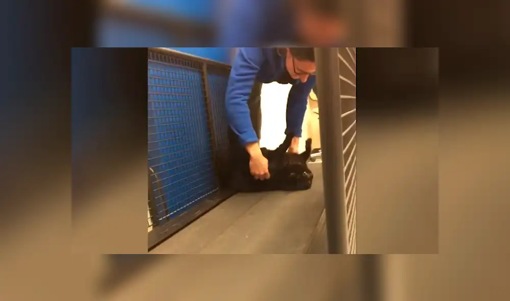 YouTube viral: Gata obesa simula estar muerta para evitar hacer ejercicios y alborota las redes [VIDEO]