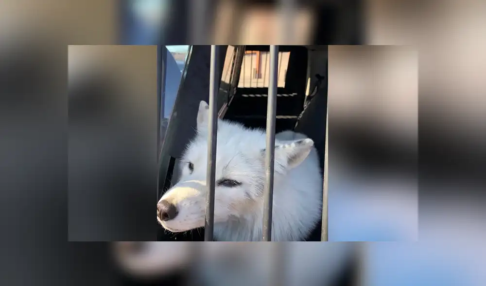 A través de Facebook se hizo viral las imágenes de un supuesto 'perro', el cual acabó siendo un zorro salvaje.