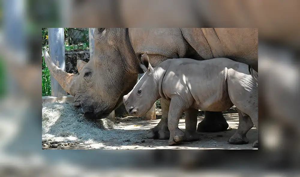 Conoce a Edward, el rinoceronte que puede salvar a una subespecie de la extinción [FOTOS Y VIDEOS]