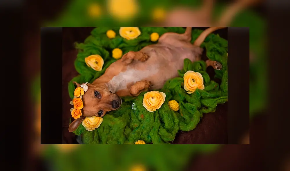 Desliza para ver la sesión fotográfica que se volvió viral en Facebook. Foto: Captura.