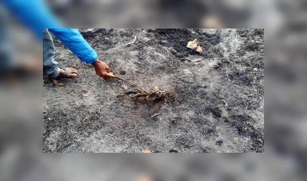 COER atendió este sábado seis incendios forestales en Iñapari, Iberia, Tampopata, Laberinto e Inambari. (Foto: Alcaldía de Iñapari)