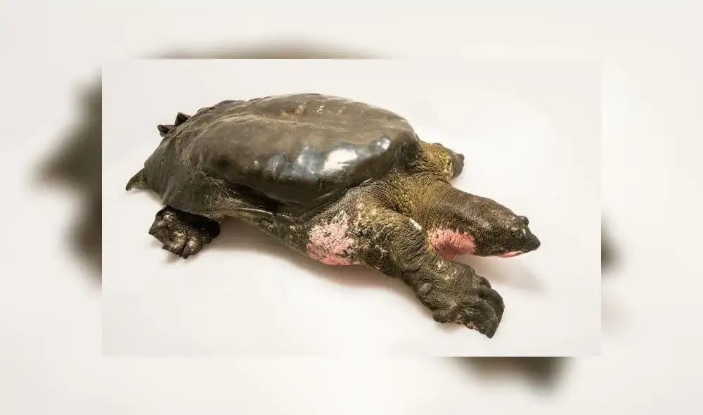 Solo tres tortugas de Swinhoe quedan en todo el mundo [FOTOS]