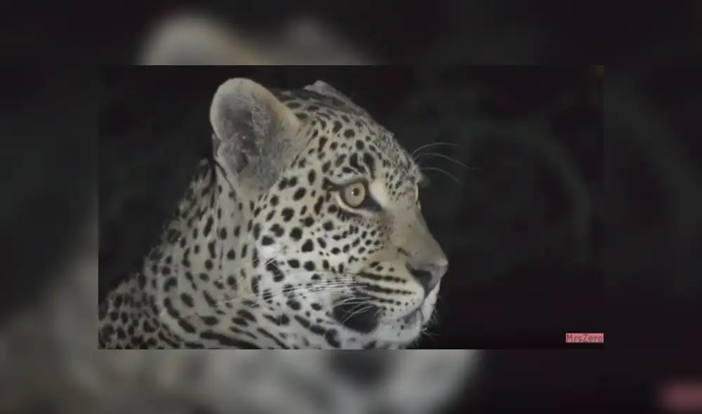 Desliza hacia la izquierda para ver el conmovedor reencuentro de leopardos que se hizo viral en YouTube. Desliza hacia la izquierda para ver el conmovedor reencuentro de leopardos que se hizo viral en YouTube.