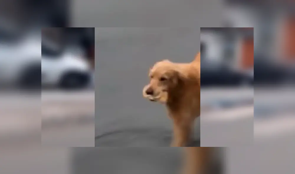 Desliza las imágenes para observar la singular acción de un perro al buscar su propia comida en un mercado. Fotocaptura: Facebook.