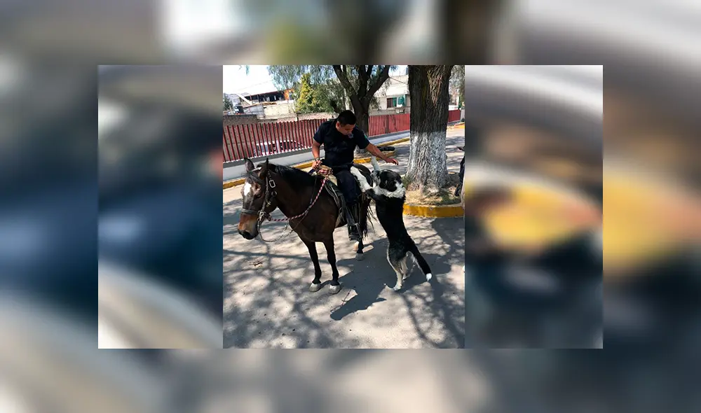 Desliza las imágenes hacia la izquierda para observar las labores de un perro que fue acogido por un grupo de policías. Desliza las imágenes hacia la izquierda para observar las labores de un perro que fue acogido por un grupo de policías.