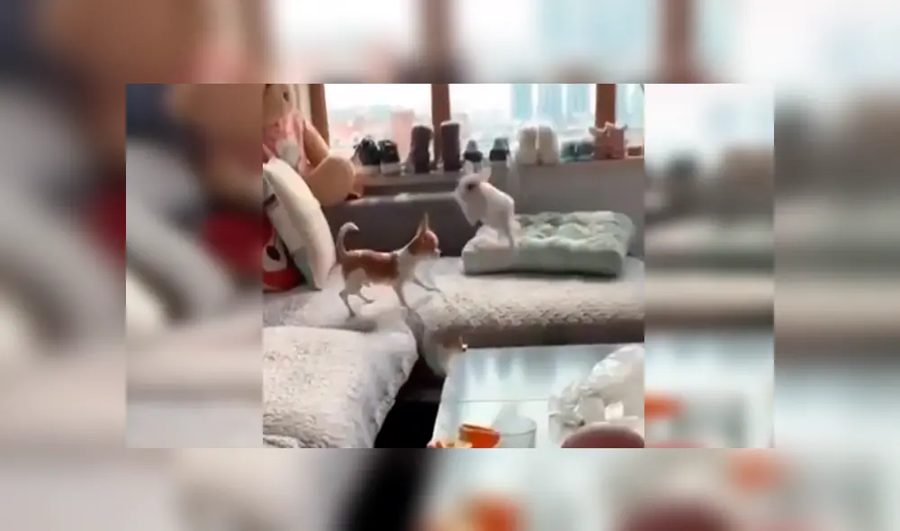 En Facebook, un travieso conejo corrió y saltó con rapidez para evitar ser atrapado por un pequeño perro. En Facebook, un travieso conejo corrió y saltó con rapidez para evitar ser atrapado por un pequeño perro.