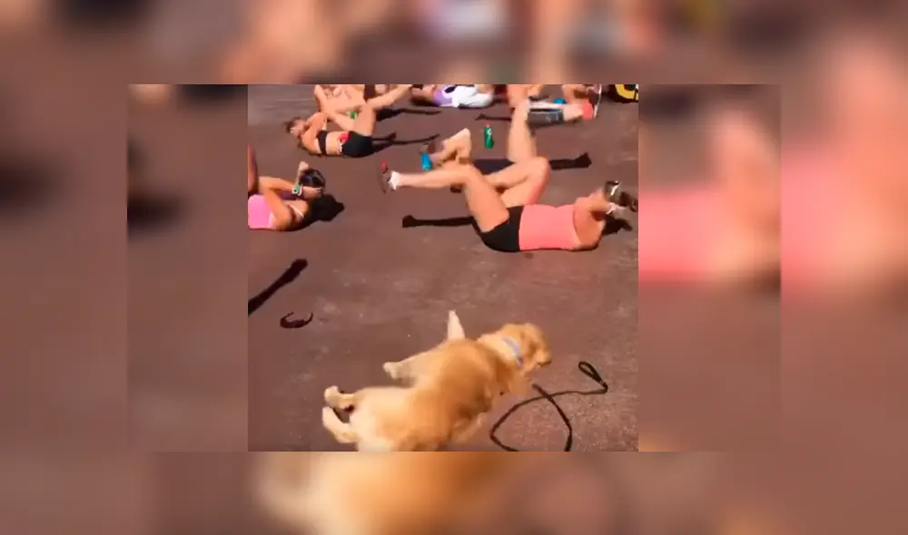 Vía Facebook. El can se cansó de esperar a su dueña un costado y se coló durante una rutina de aeróbicos Vía Facebook. El can se cansó de esperar a su dueña un costado y se coló durante una rutina de aeróbicos