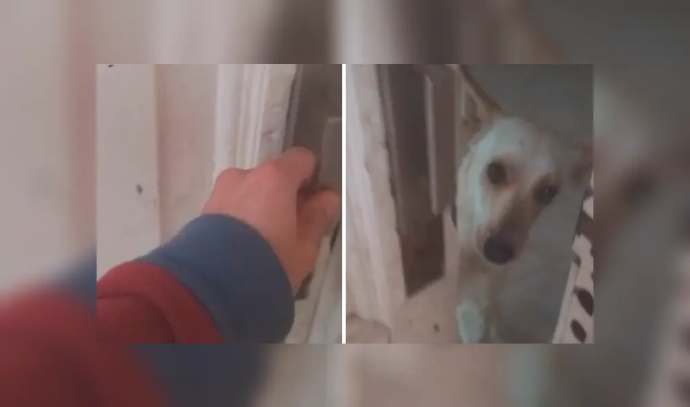 Desliza la imagen para verlas todas. Foto: javieralejandro95/TikTok Desliza la imagen para verlas todas. Foto: javieralejandro95/TikTok