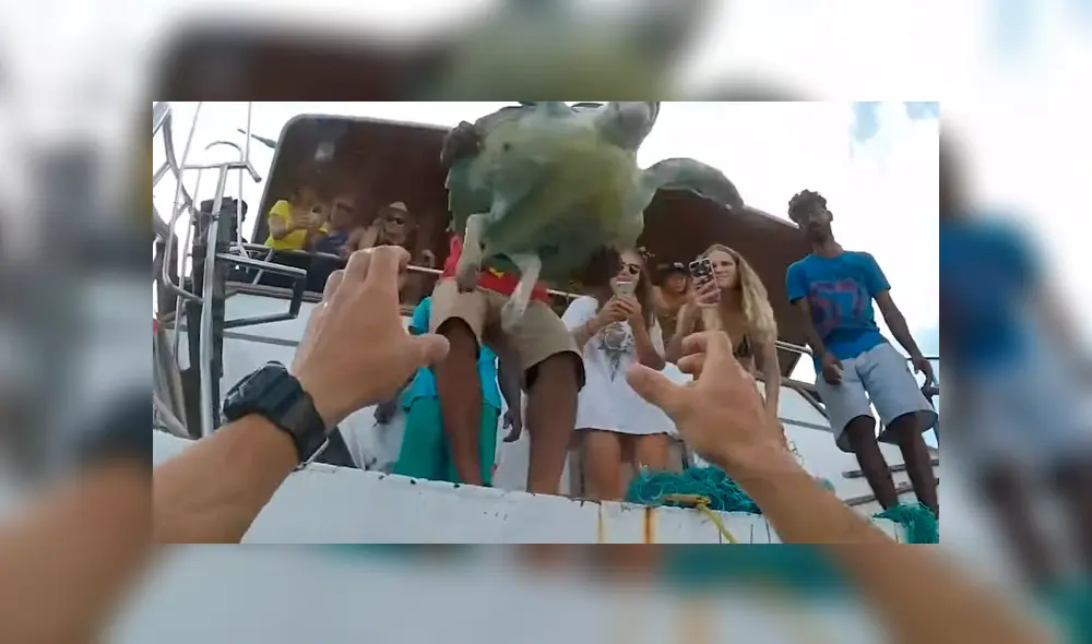 Buzo halla a tortuga atrapada en la basura, la rescata y ocurre una tierna escena [VIDEO]