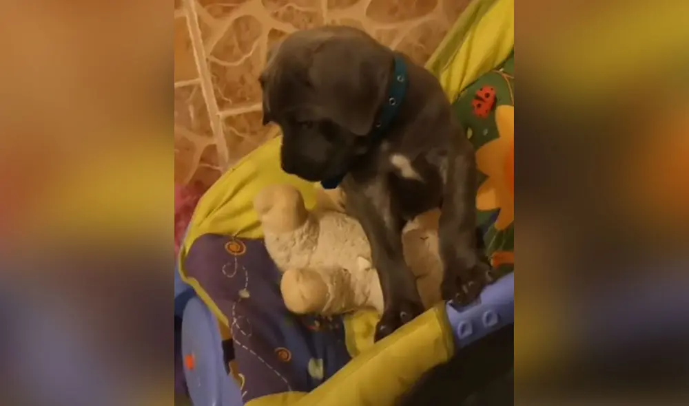 Desliza las imágenes para ver más detalles sobre esta curiosa escena que es viral en redes sociales. Foto: captura de TikTok Desliza las imágenes para ver más detalles sobre esta curiosa escena que es viral en redes sociales. Foto: captura de TikTok