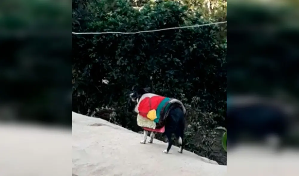 Desliza las imágenes para observar la curiosa escena protagonizada por un perro junto a la hija de su dueña. Foto: Captura de Facebook Desliza las imágenes para observar la curiosa escena protagonizada por un perro junto a la hija de su dueña. Foto: Captura de Facebook