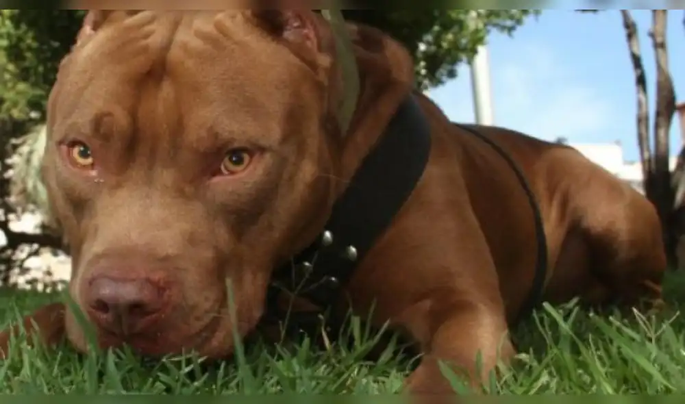 La anciana se encontraba realizando sus labores domésticas cuando fue atacada por el perro pitbull. (Foto: Referencial) La anciana se encontraba realizando sus labores domésticas cuando fue atacada por el perro pitbull. (Foto: Referencial)