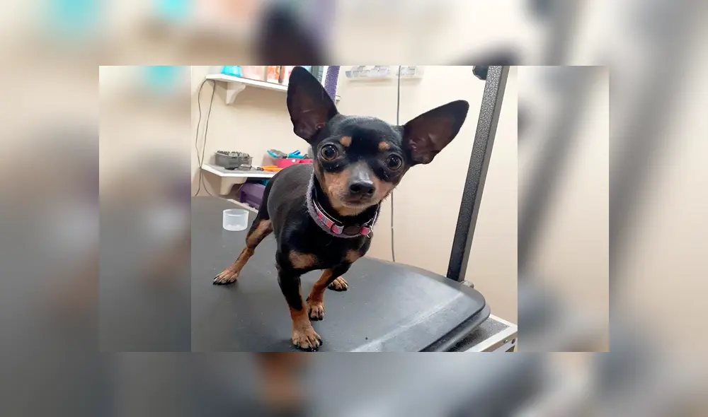 Pareja lanza desde un auto en movimiento a seis perros causando la muerte de cinco de ellos [VIDEO]