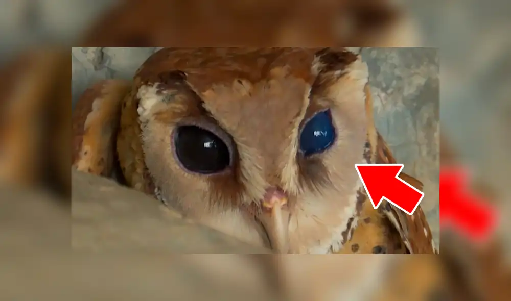 YouTube viral: búho pierde la vista porque turistas lo obligaron a tomarse demasiadas fotografías [VIDEO]
