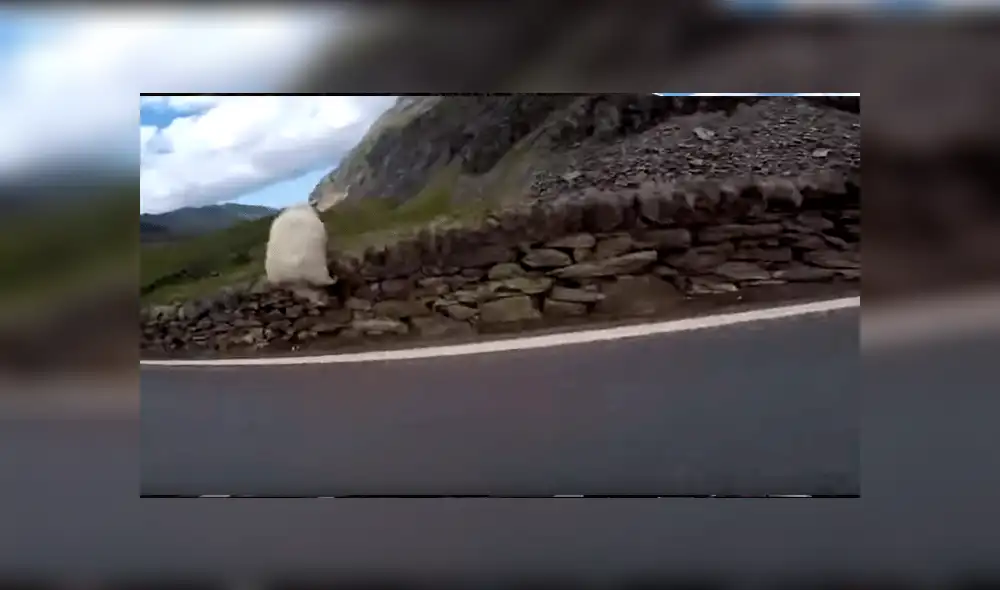 YouTube viral: motociclista pasa momentos de terror cuando casi atropella a enigmática criatura [VIDEO]