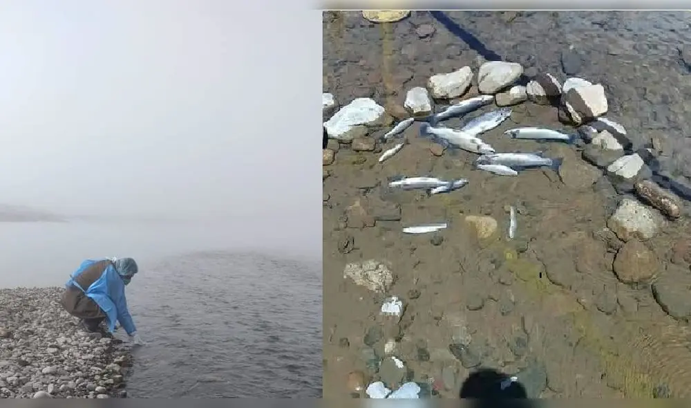 Puno. Extraño caso preocupa cada vez más a pobladores y autoridades.