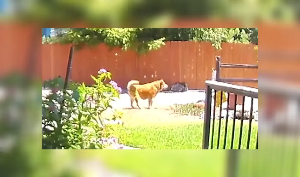 El can logró llamar la atención de un hombre para que pudiera a ayudar a su dueña. Foto: Captura / KTLA 5