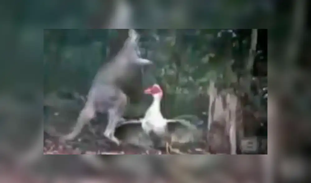 Facebook: Musculoso canguro se enfrenta a un ganso y le da fuerte paliza