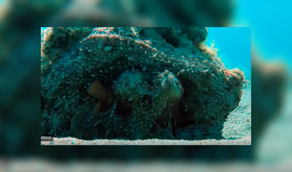 YouTube viral: Buzo queda aterrado al descubrir una misteriosa criatura marina que parece una roca [VIDEO]