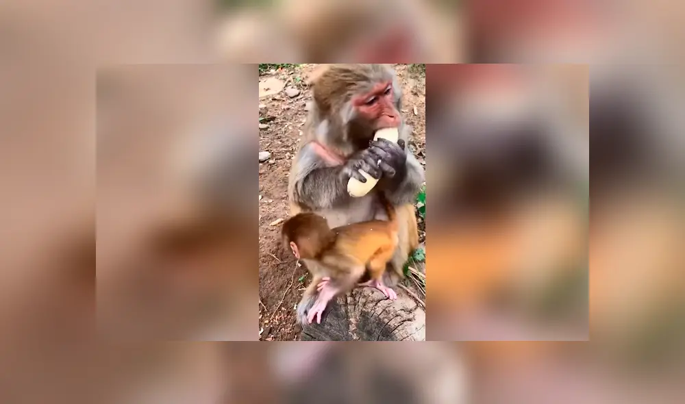 Desliza las imágenes hacia la izquierda para conocer la terrible acción de una mona al ignorar a su bebé. Foto: Clarín. Desliza las imágenes hacia la izquierda para conocer la terrible acción de una mona al ignorar a su bebé. Foto: Clarín.