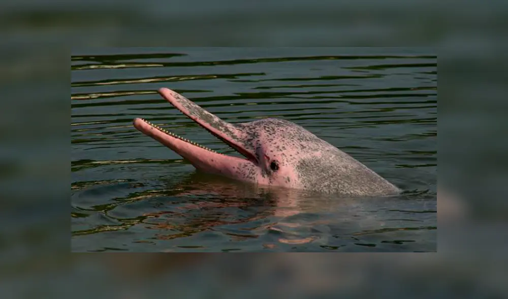 20 Animales en peligro de extinción y extintos en Perú 2019 [FOTOS]