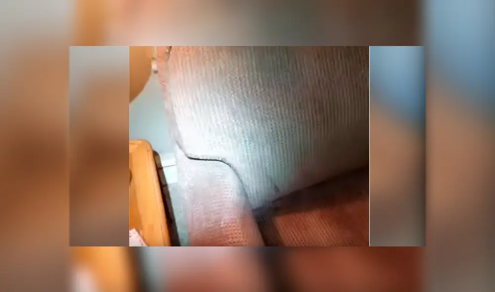 Joven compra por subasta un sofá, lo revisa y descubre a miles de insectos bebés. Joven compra por subasta un sofá, lo revisa y descubre a miles de insectos bebés.