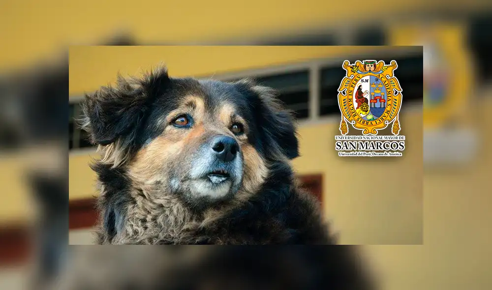 Facebook: estudiantes de la UNMSM intentan salvar a 'Perrovaca’ lanzando campaña [FOTOS]