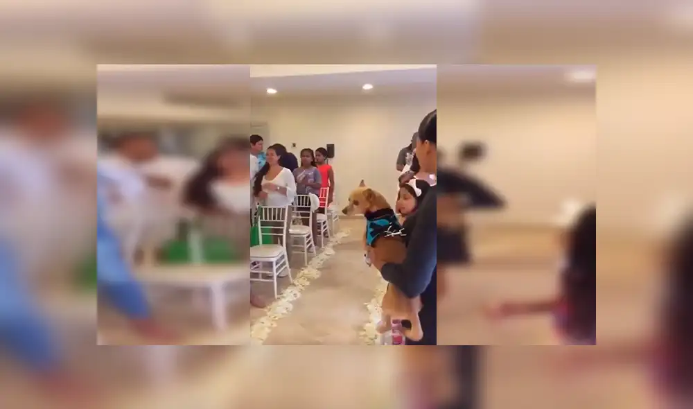 En YouTube, unos jóvenes decidieron unir a sus queridas mascotas en matrimonio y organizaron una especial ceremonia. En YouTube, unos jóvenes decidieron unir a sus queridas mascotas en matrimonio y organizaron una especial ceremonia.