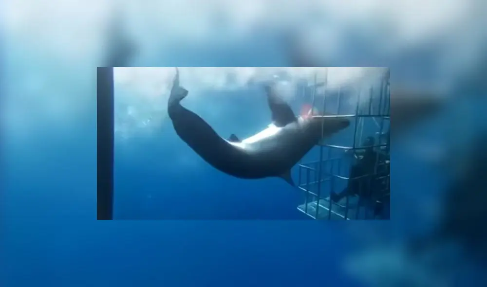 Un activista mexicano denuncia públicamente lo sucedido y acusa al propietario del barco de saltarse la normativa. Foto: Captura.