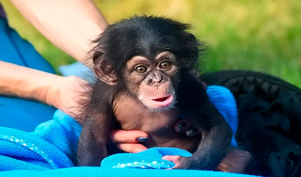 Desliza las imágenes para ver la tierna escena del bebe chimpancé sonriéndole a sus cuidadores. Foto: captura de YouTube Desliza las imágenes para ver la tierna escena del bebe chimpancé sonriéndole a sus cuidadores. Foto: captura de YouTube