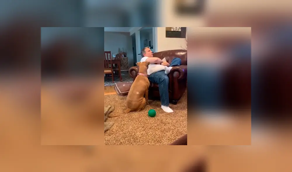 Desliza las imágenes para conocer la tierna actitud de un perro para evitar ser ignorado por su dueño. Foto: Captura. Desliza las imágenes para conocer la tierna actitud de un perro para evitar ser ignorado por su dueño. Foto: Captura.