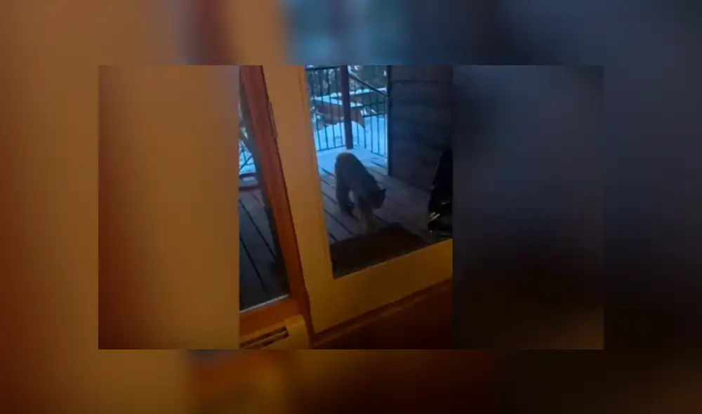 Desliza las imágenes para observar el comportamiento de un niño tras percatarse que un lince bebé invadió su casa.