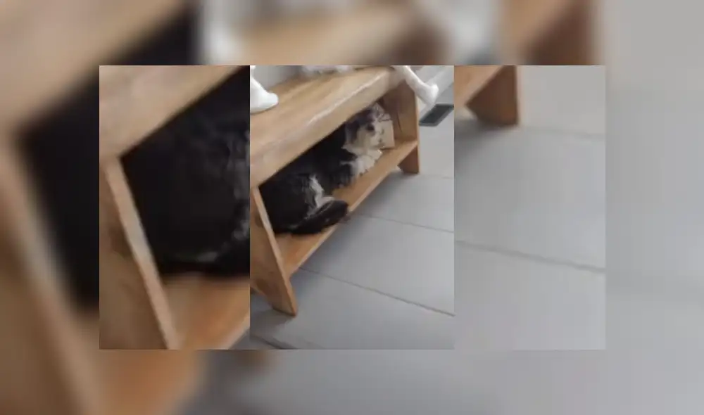 Video es viral en Facebook. La mujer se percató del curioso comportamiento de su mascota y no dudó en grabarlo para compartirlo en redes sociales. Video es viral en Facebook. La mujer se percató del curioso comportamiento de su mascota y no dudó en grabarlo para compartirlo en redes sociales.