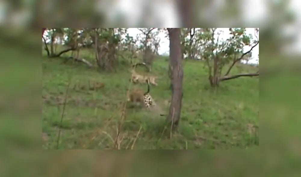 Mira la secuencia del video deslizando la imagen. Foto: Kruger Sightings/YouTube