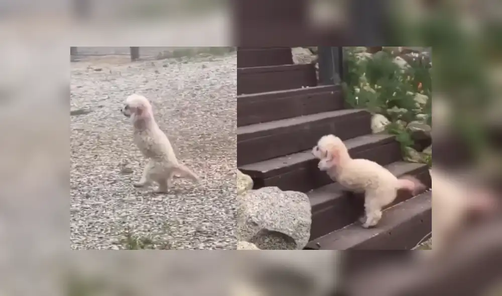 Desliza las imágenes para conocer más sobre este cachorro que se ha robado el corazón de todos en Facebook. Desliza las imágenes para conocer más sobre este cachorro que se ha robado el corazón de todos en Facebook.