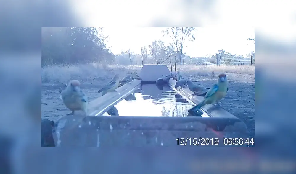 En YouTube, un granjero puso un bebedero para los animales ante la ola de calor registrada en Australia. En YouTube, un granjero puso un bebedero para los animales ante la ola de calor registrada en Australia.