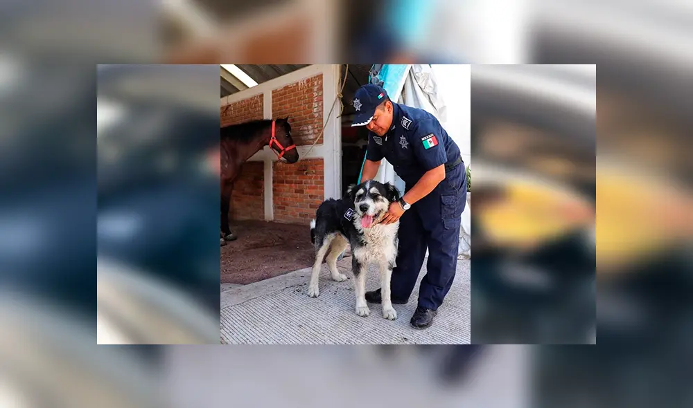 Desliza las imágenes hacia la izquierda para observar las labores de un perro que fue acogido por un grupo de policías. Desliza las imágenes hacia la izquierda para observar las labores de un perro que fue acogido por un grupo de policías.