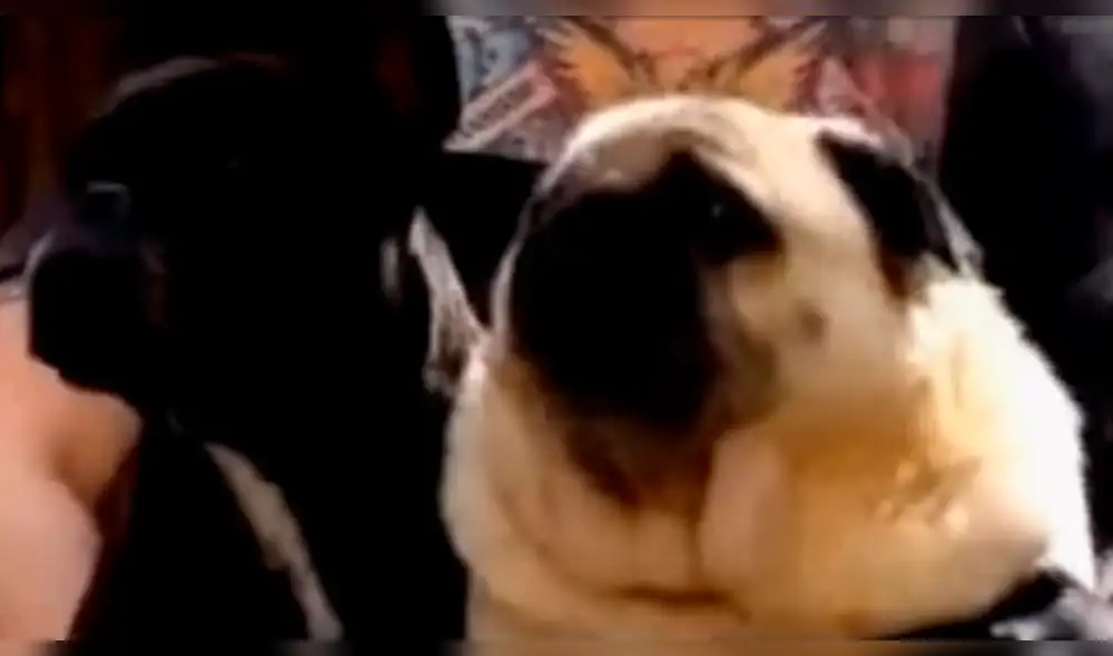 YouTube Viral: Perro Pug que llama a "Batman" hace reír a miles [VIDEO]