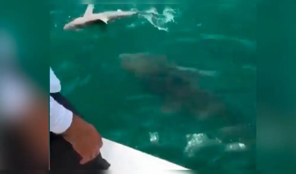 YouTube: ¡Aterrador! Un gigantesco pez devora a un tiburón de un solo mordisco [VIDEO]