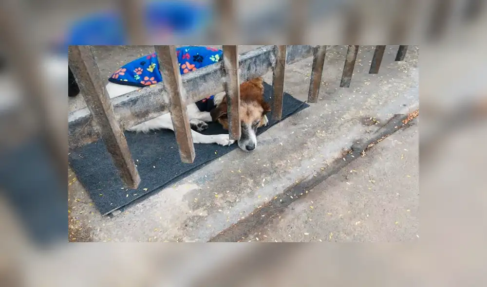 Los perros que soportaron en las calles de Lima la intensa llovizna [FOTOS]
