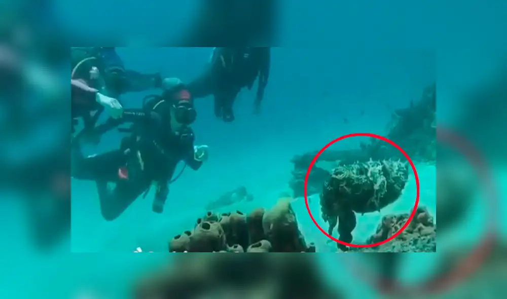 Un video viral de Facebook grabó la mutación de una extraña criatura que usó camuflaje de piedra para engañar a sus presas en las profundidades marítimas.
