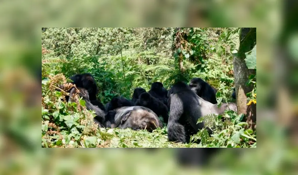 Rayo mata a gorilas considerados en peligro de extinción Rayo mata a gorilas considerados en peligro de extinción