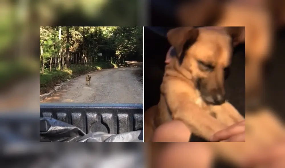 Desliza las imágenes para ver más detalles del noble gesto de esta familia que adoptó a un perro callejero. (Foto: captura /TikTok / @inefable92)